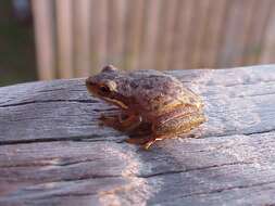 Image of Black-spotted Tree Frog