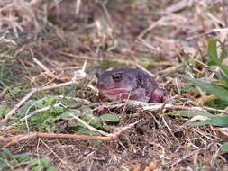 Image of Eastern Spadefoot