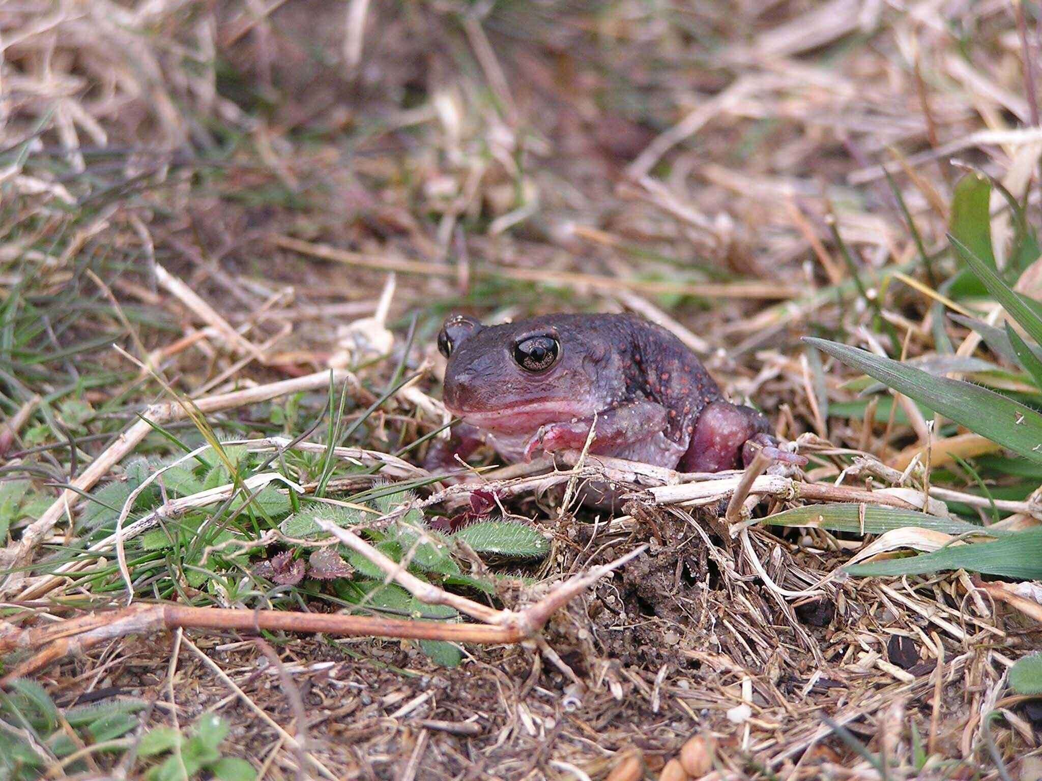 صورة Scaphiopus holbrookii (Harlan 1835)