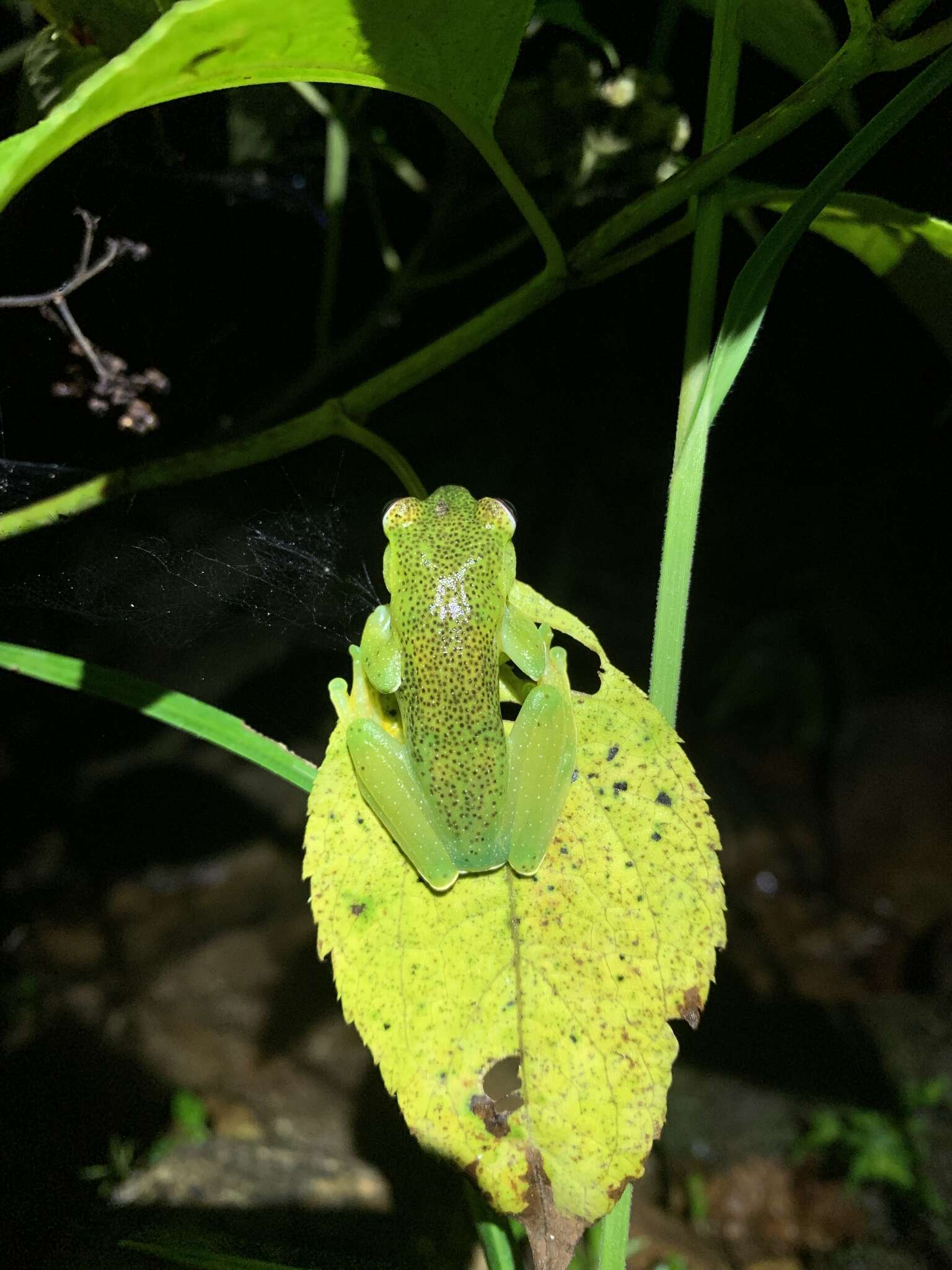 Hyloscirtus phyllognathus (Melin 1941)的圖片