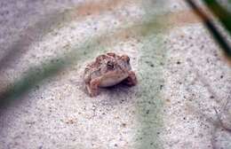 Image of Fowler's Toad