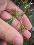 Image of Saligna Eucalyptus