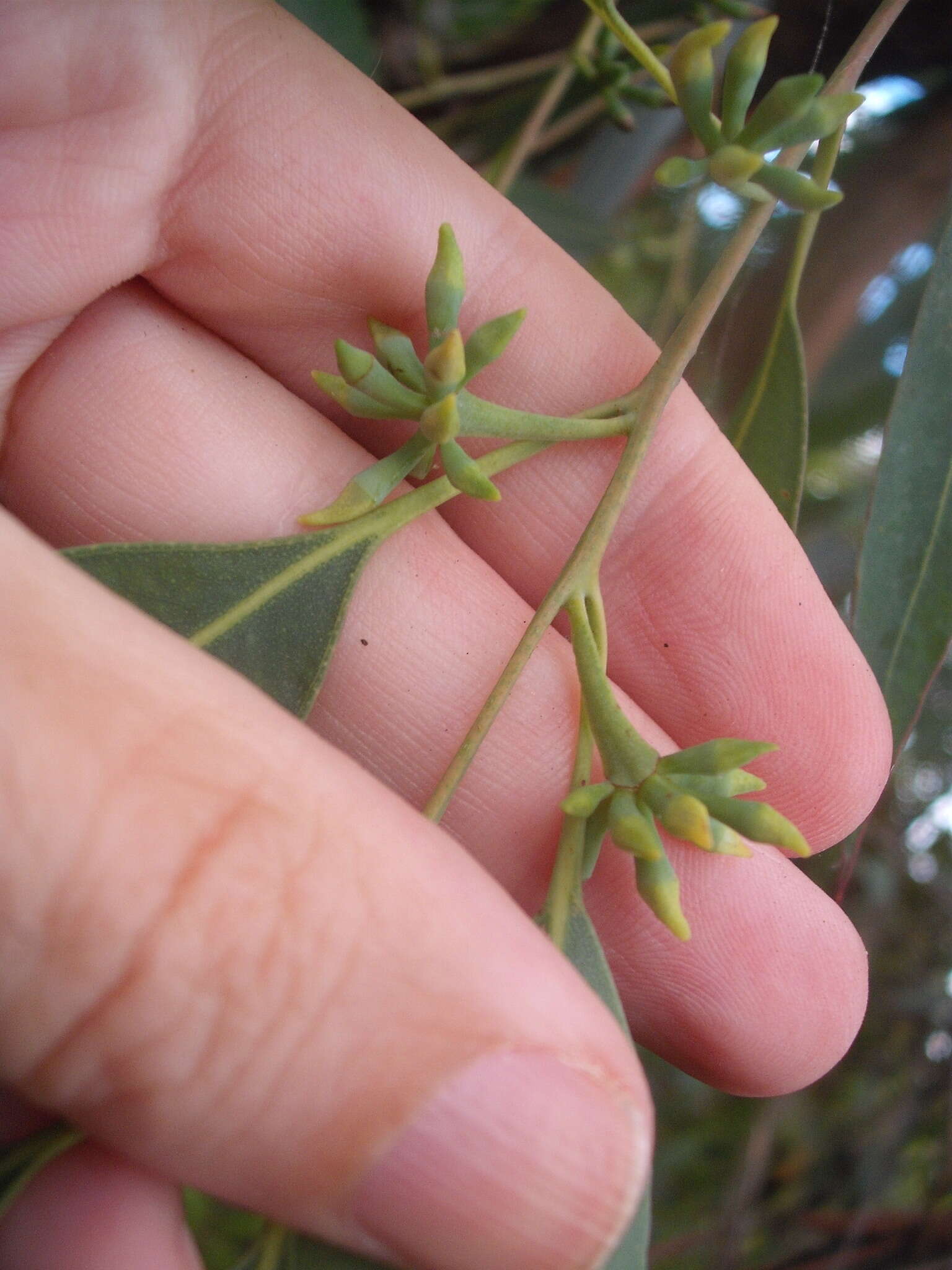 Слика од Eucalyptus saligna Sm.