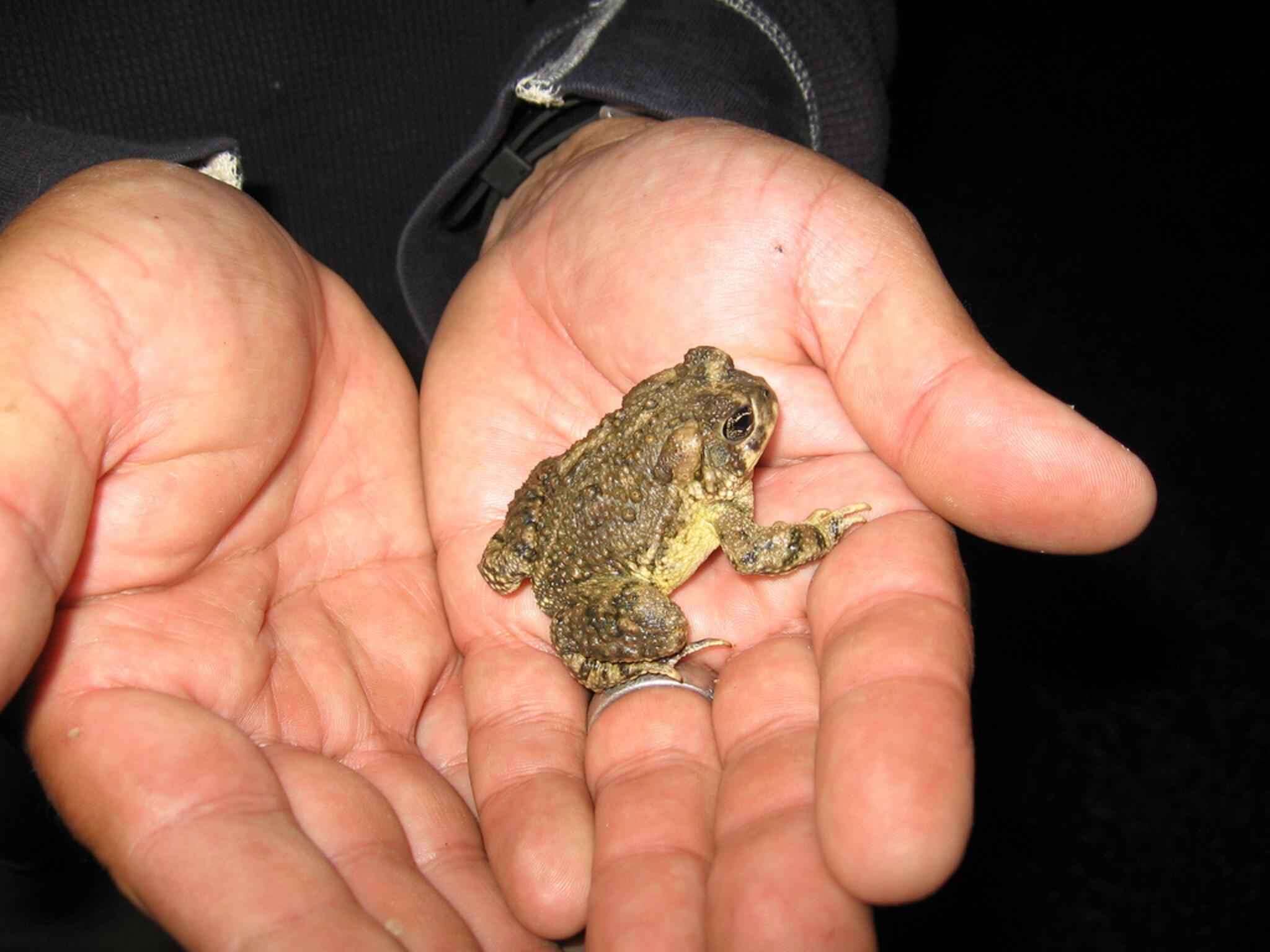 Image of Arroyo toad