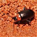 Image of Spinach Flea Beetle