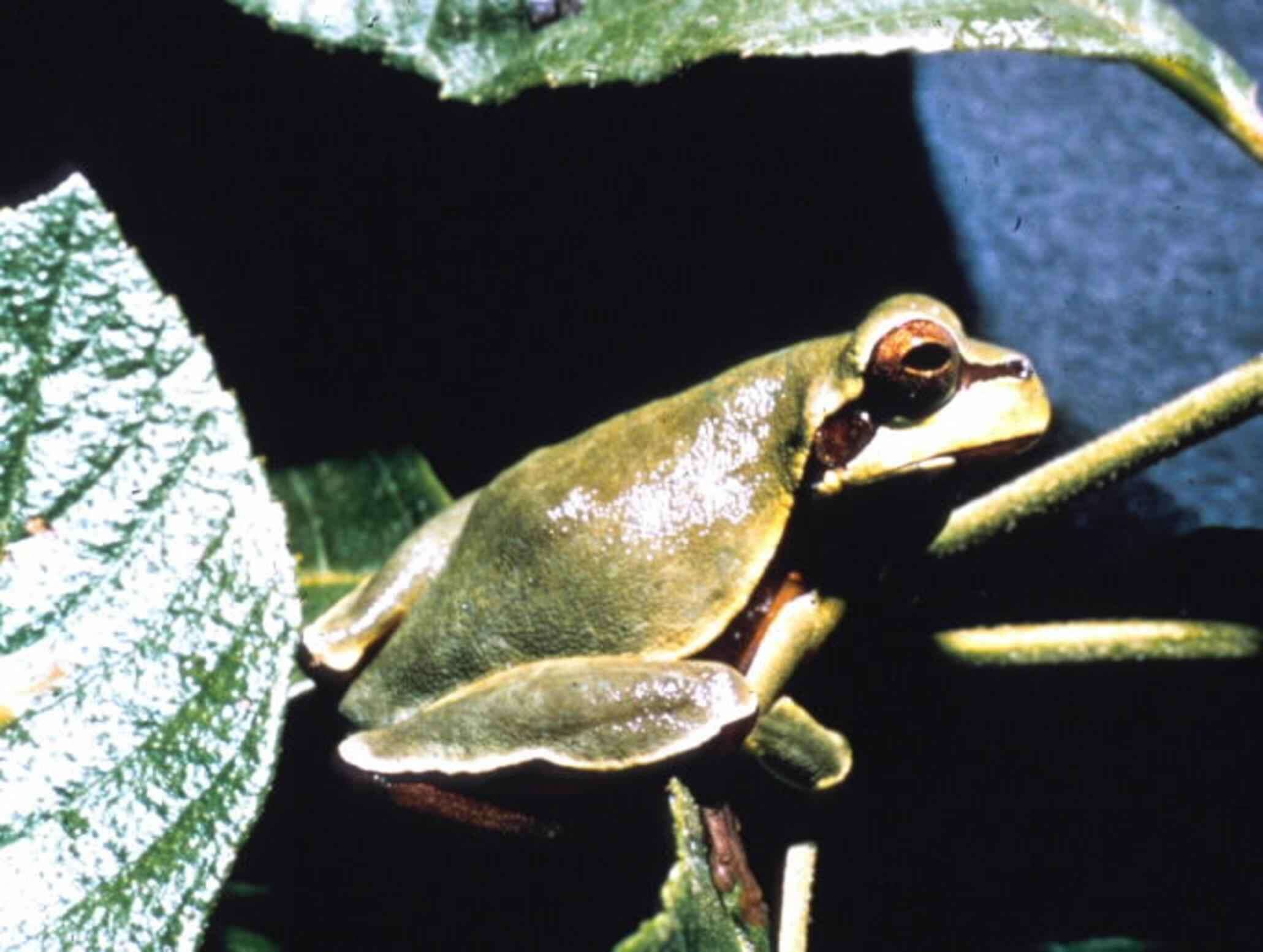 Image of Pine Barrens Treefrog