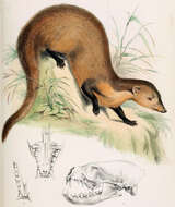 Image of Collared Mongoose