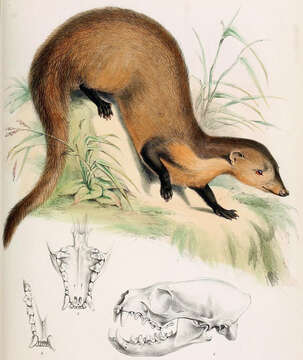 Image of Collared Mongoose