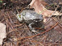 Image of Gray Treefrog