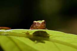 Image of Gray Treefrog