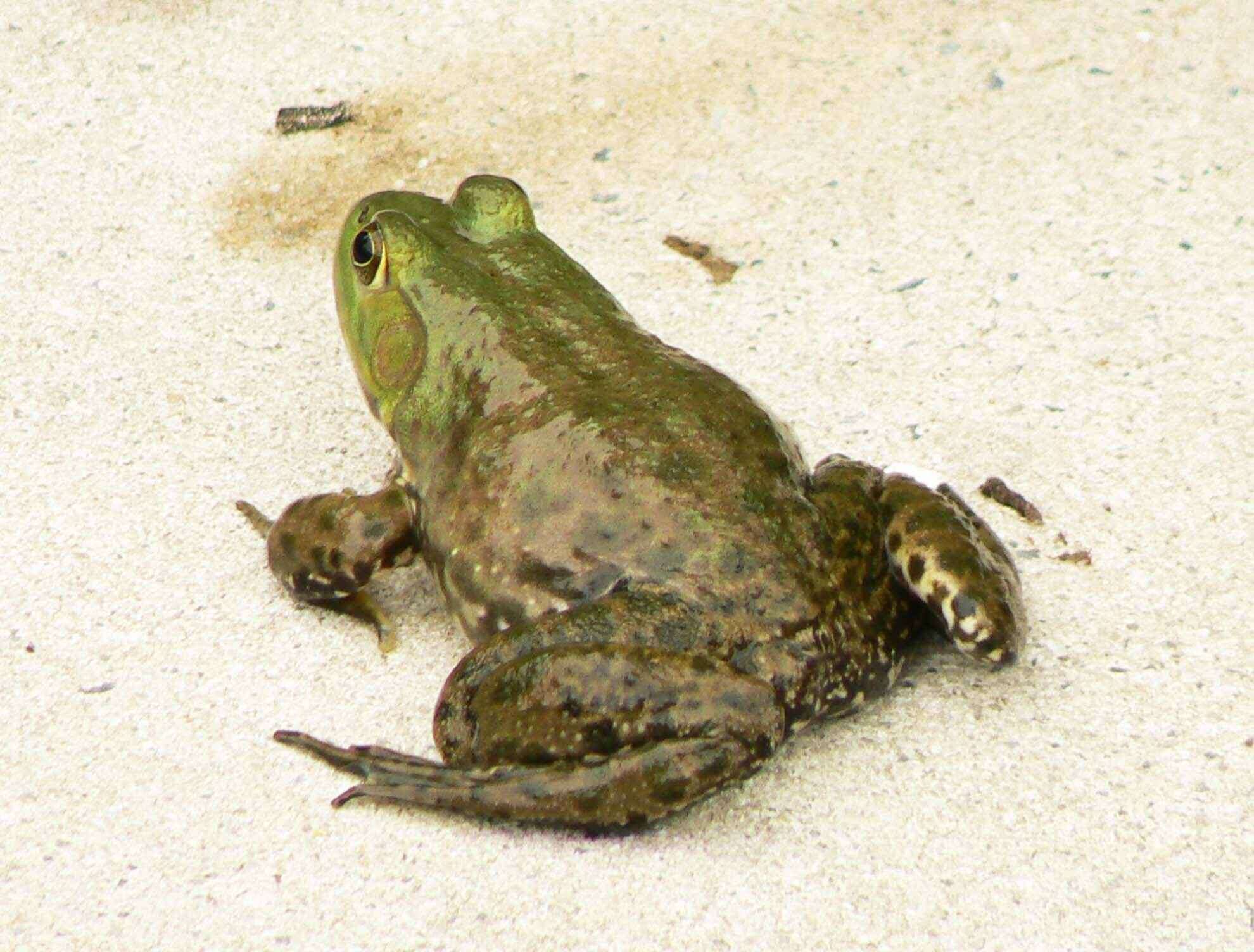 Image of Green Frog