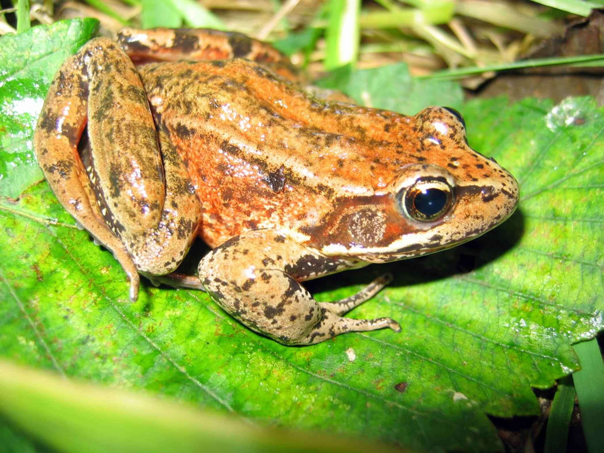 Image of Northern Red-legged Frog