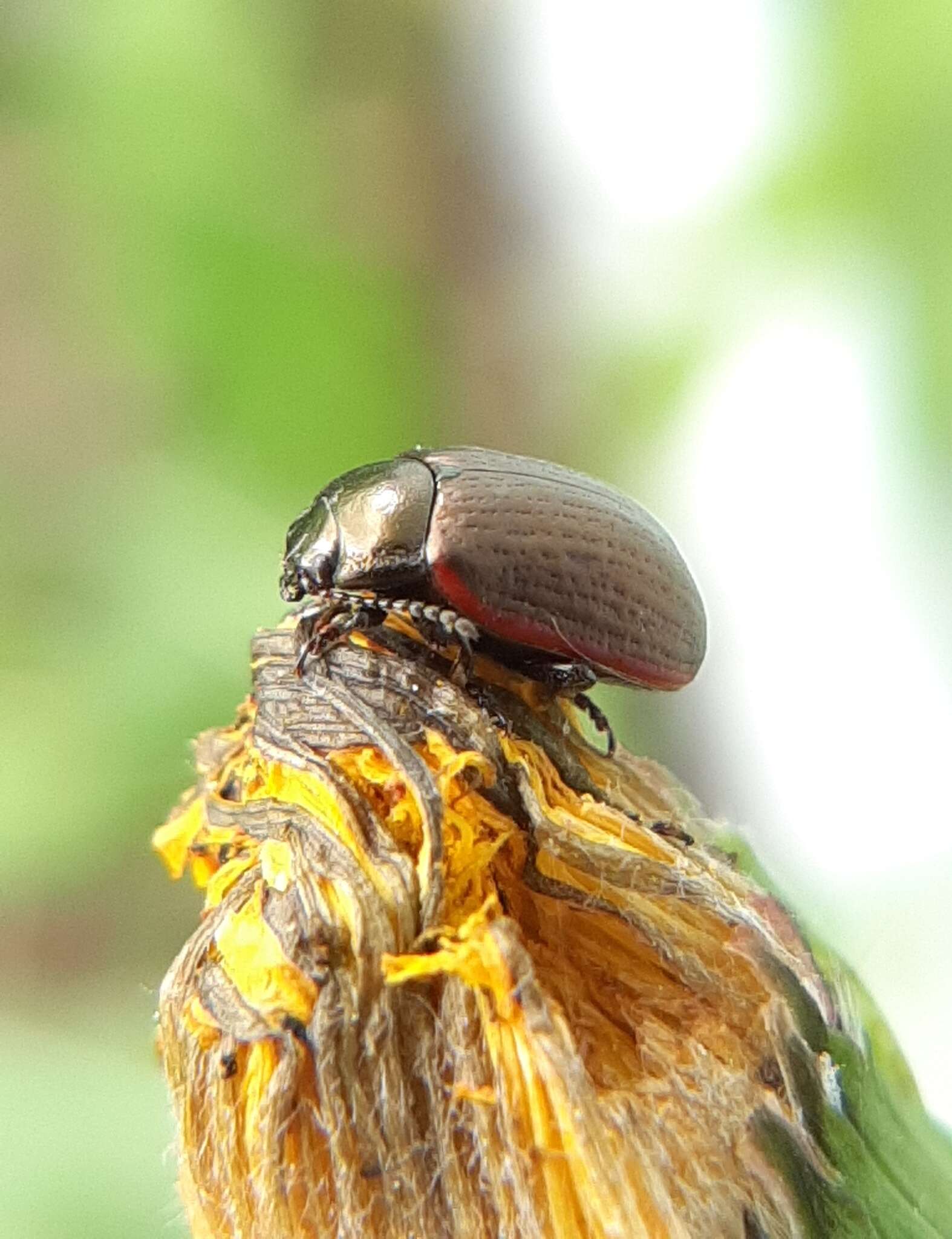 Image of Chrysolina (Chalcoidea) marginata (Linnaeus 1758)