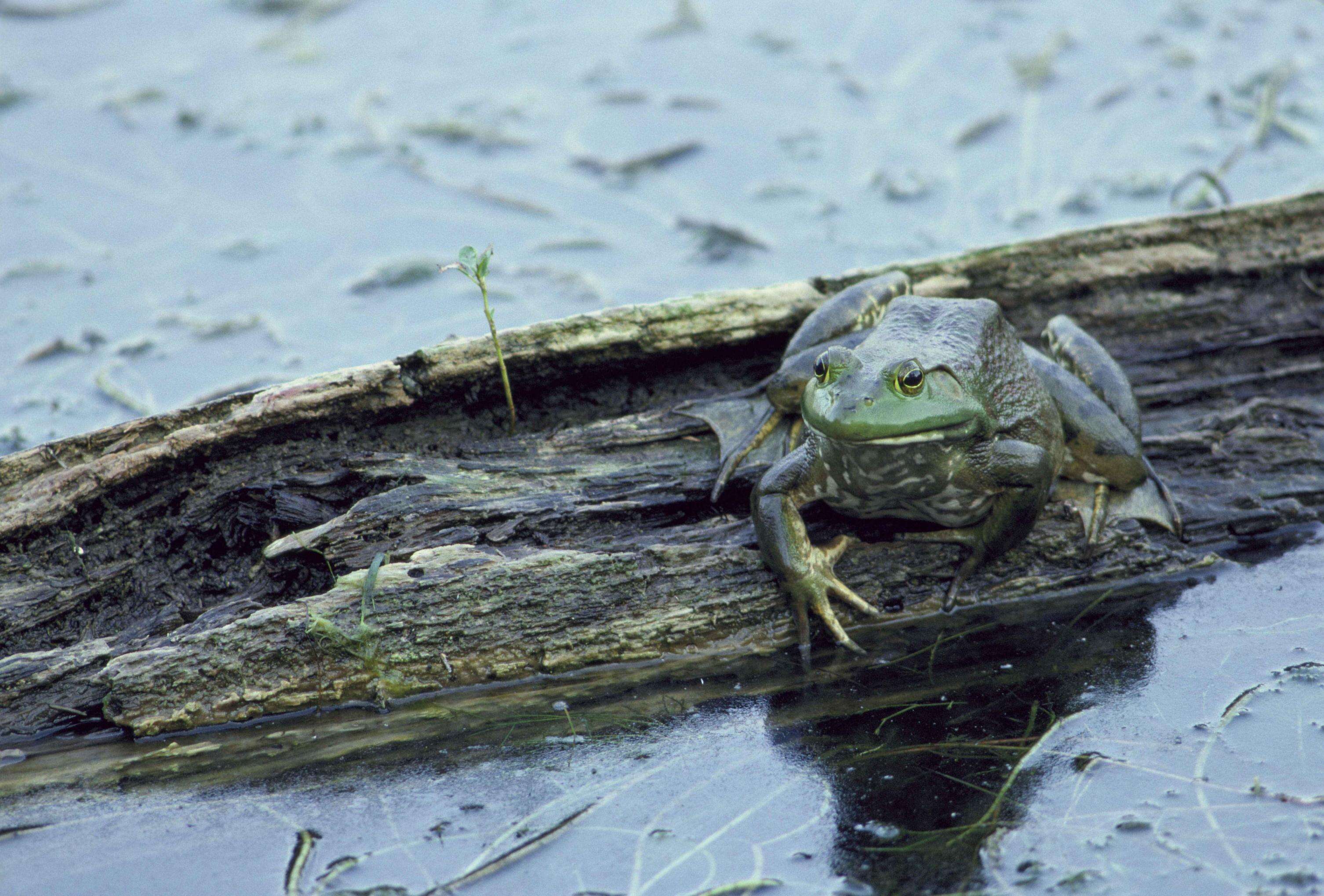 Слика од Lithobates catesbeianus (Shaw 1802)