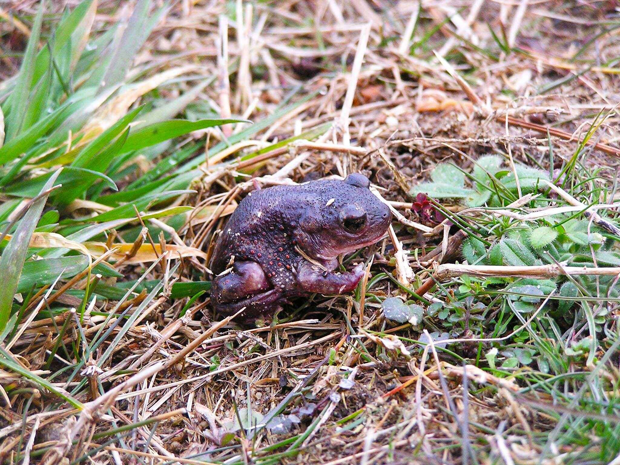 صورة Scaphiopus holbrookii (Harlan 1835)