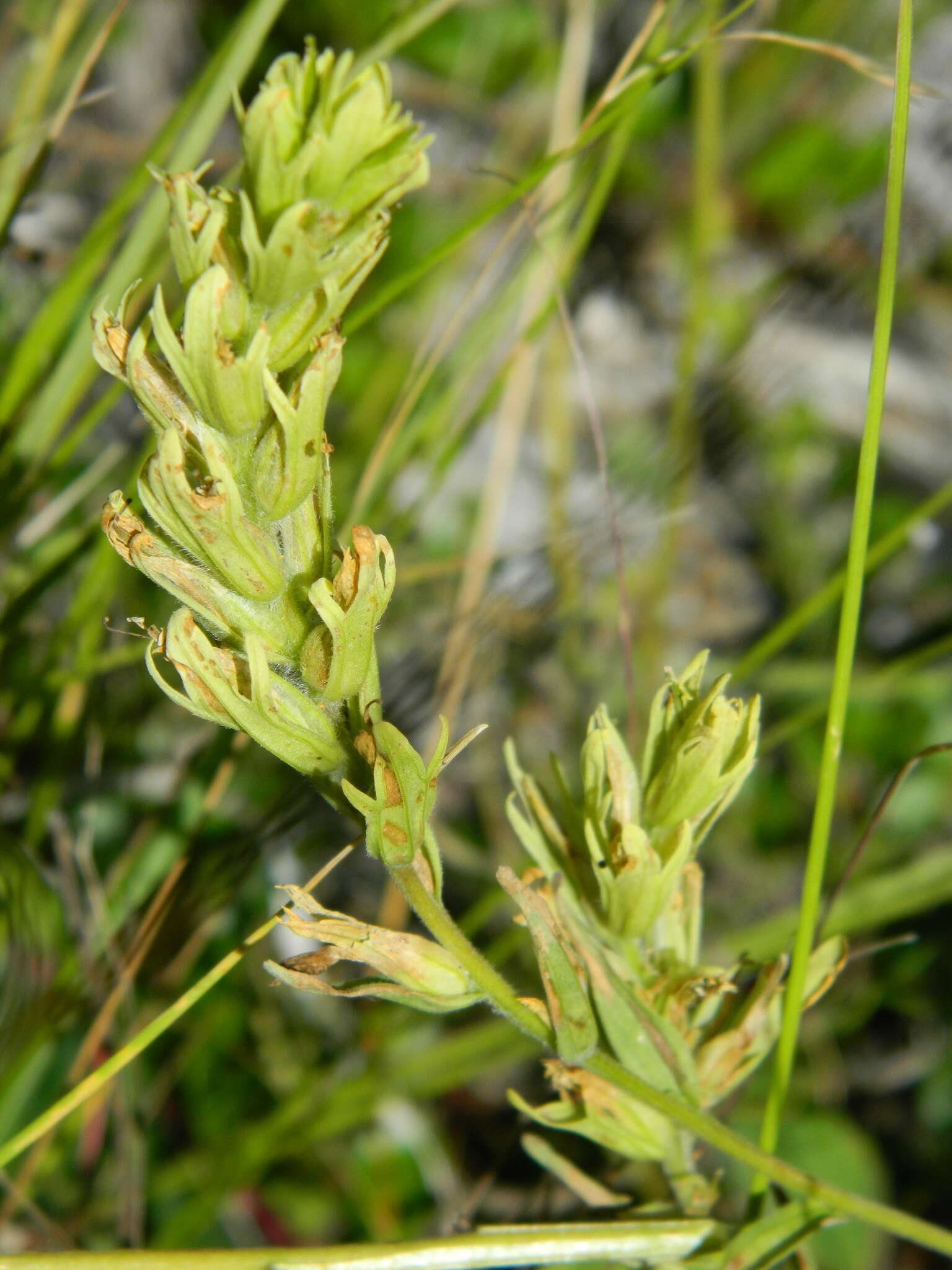 Image of stiff yellow Indian paintbrush