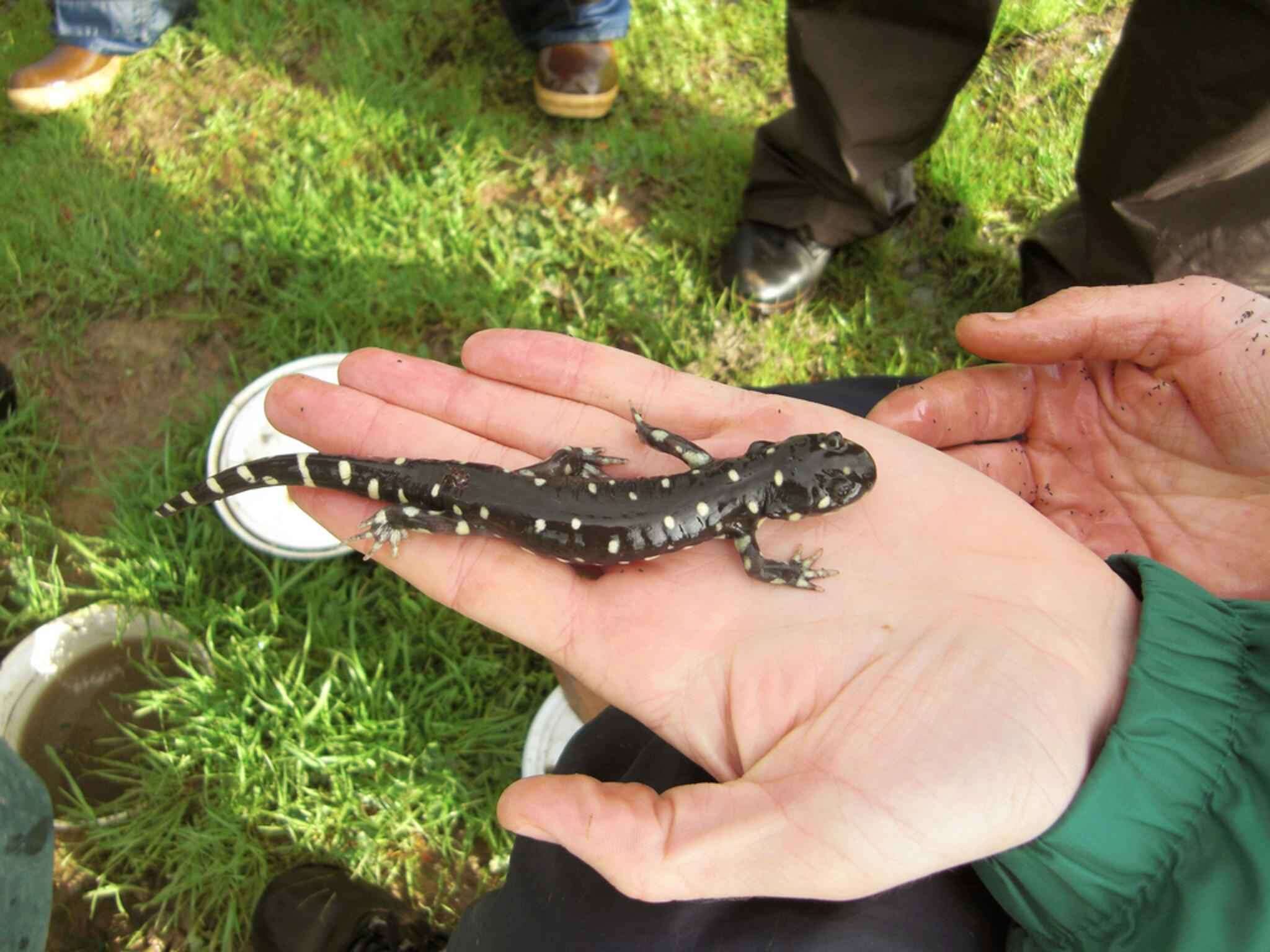 Image of California Tiger Salamander