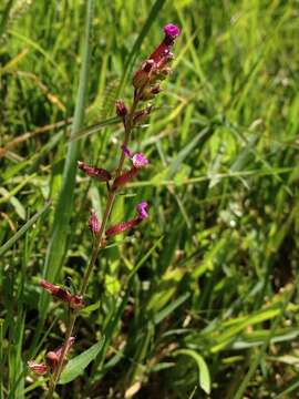 Image of Wright's waxweed