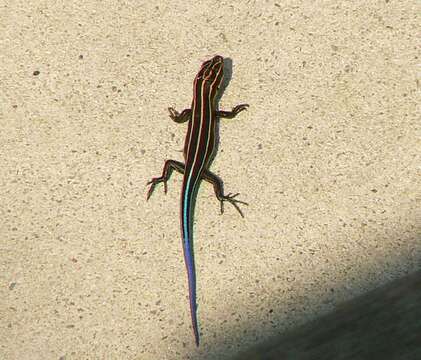 Image of Common Five-lined Skink