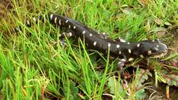 Image of California Tiger Salamander