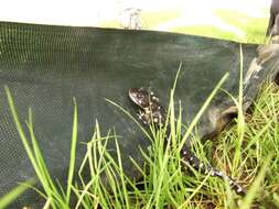 Image of California Tiger Salamander