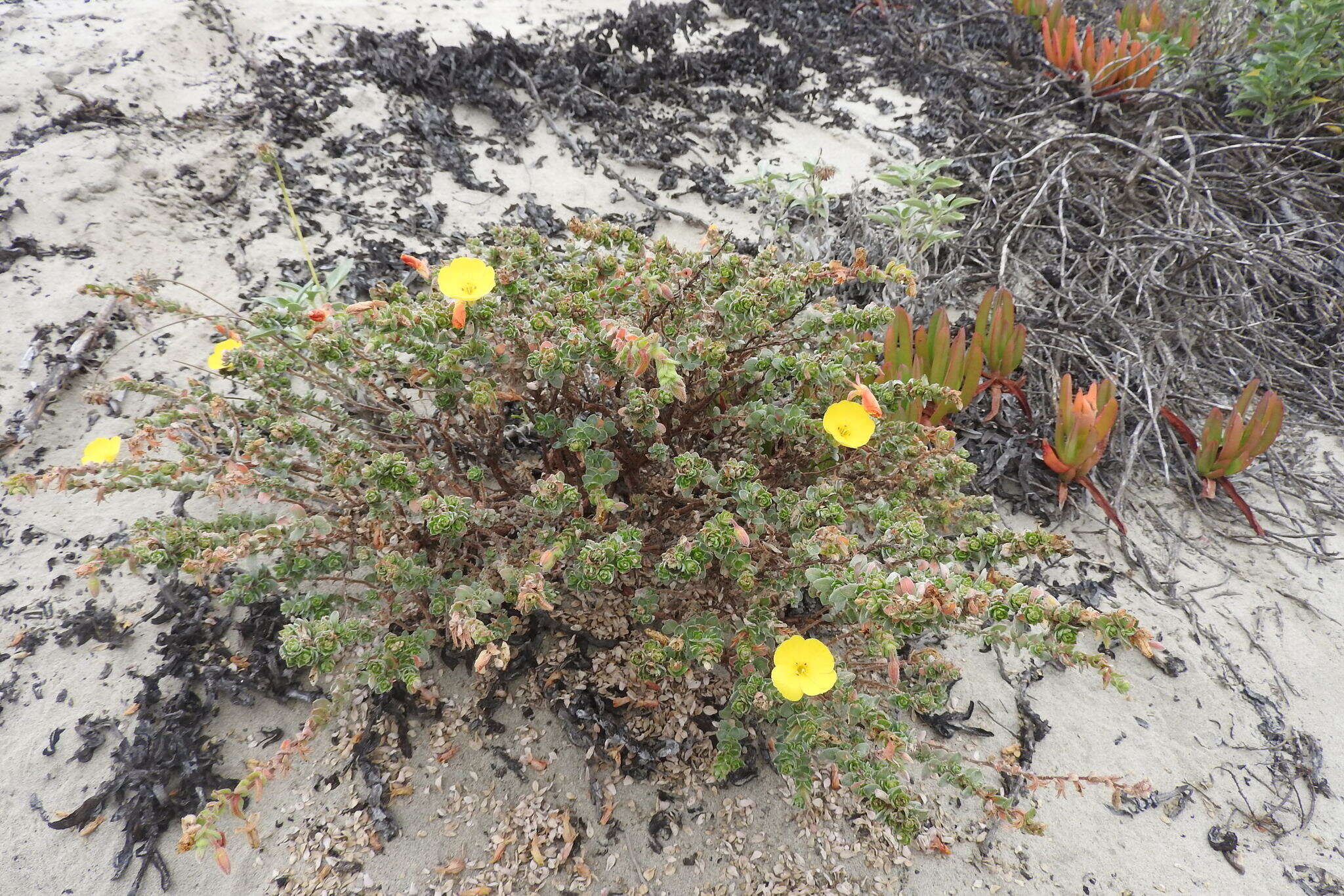 Image of beach suncup