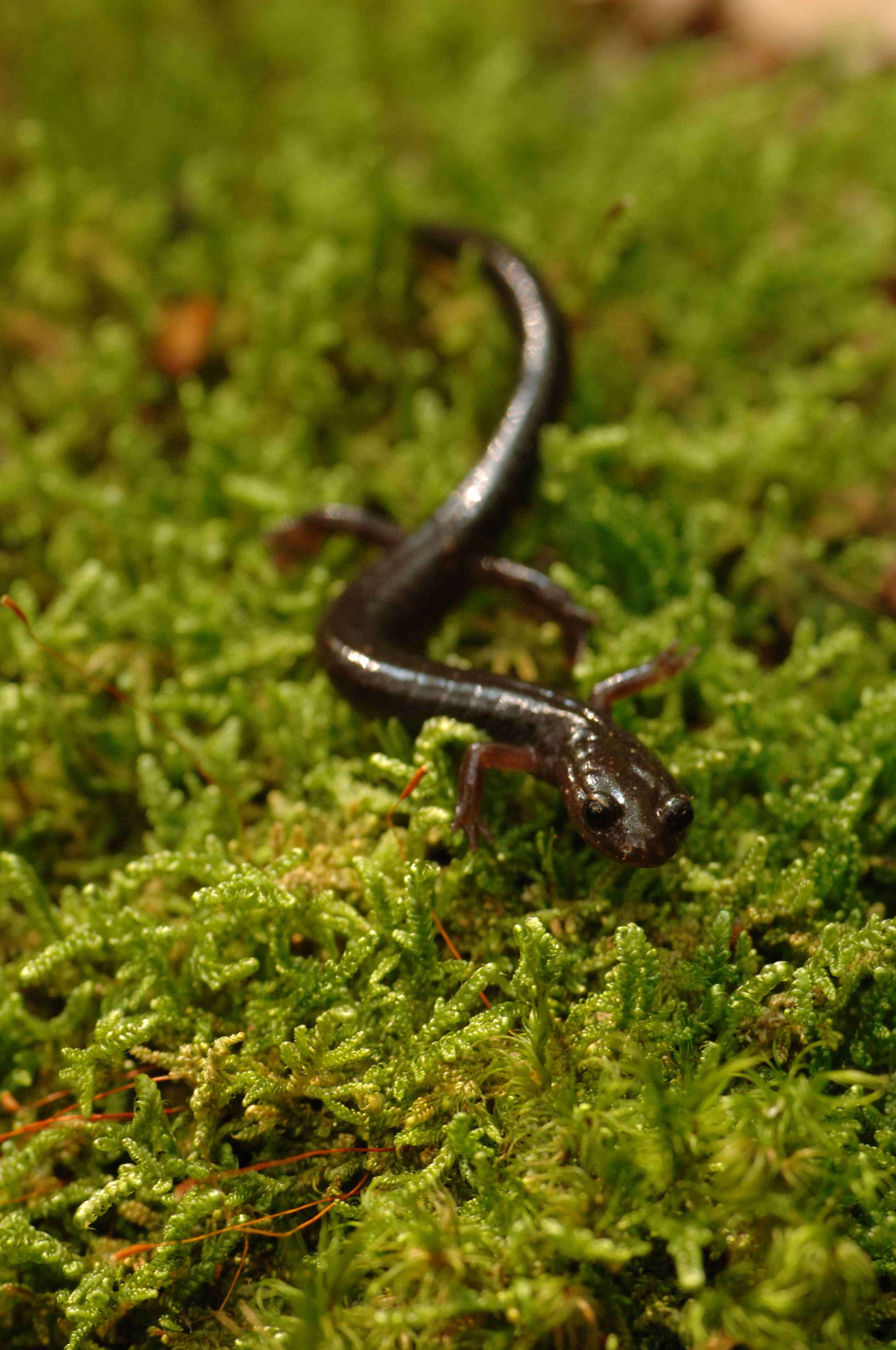 Image de Plethodon nettingi Green 1938