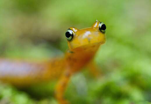 Image of Longtail Salamander