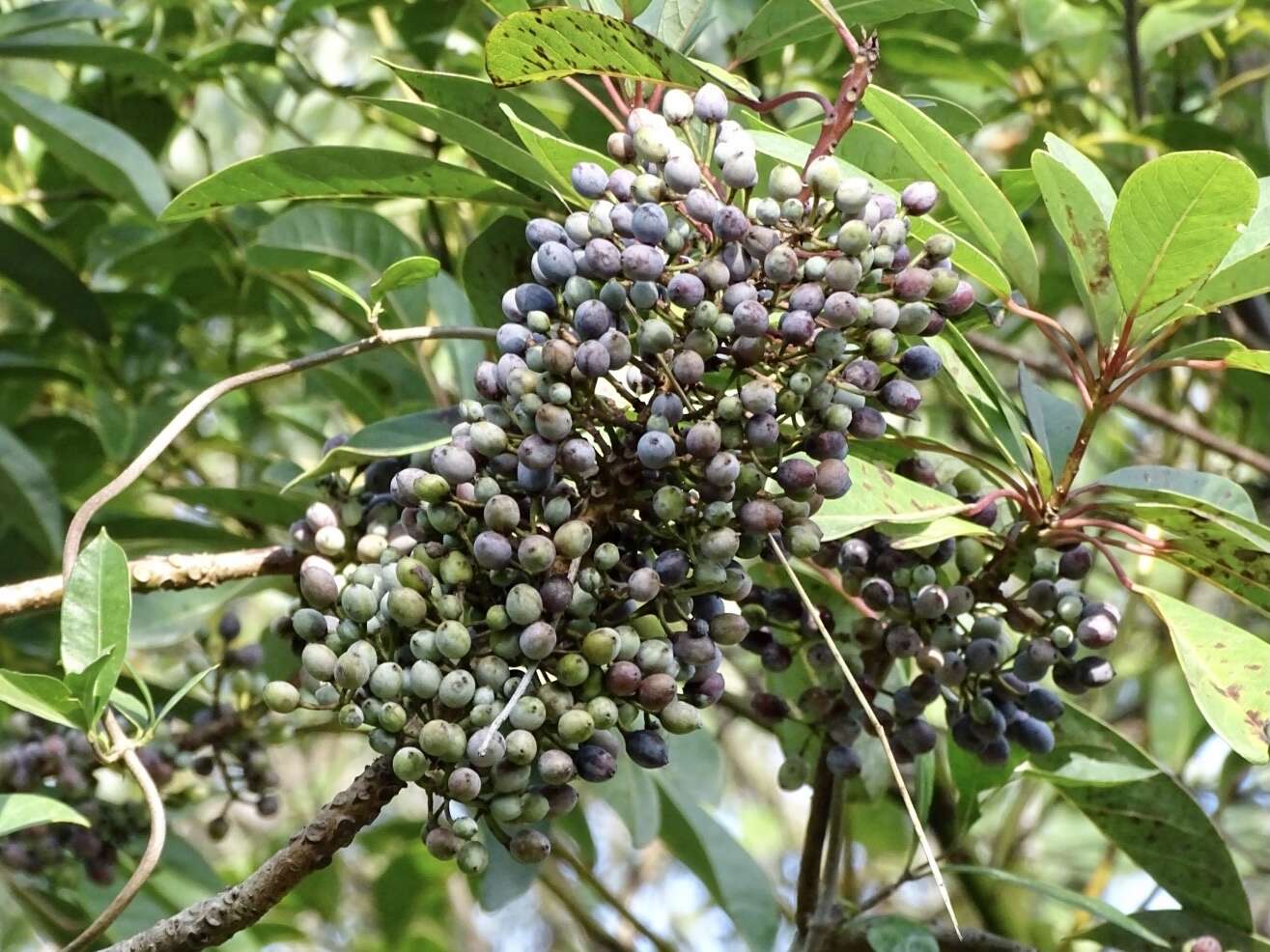 Image of Daphniphyllum calycinum Benth.