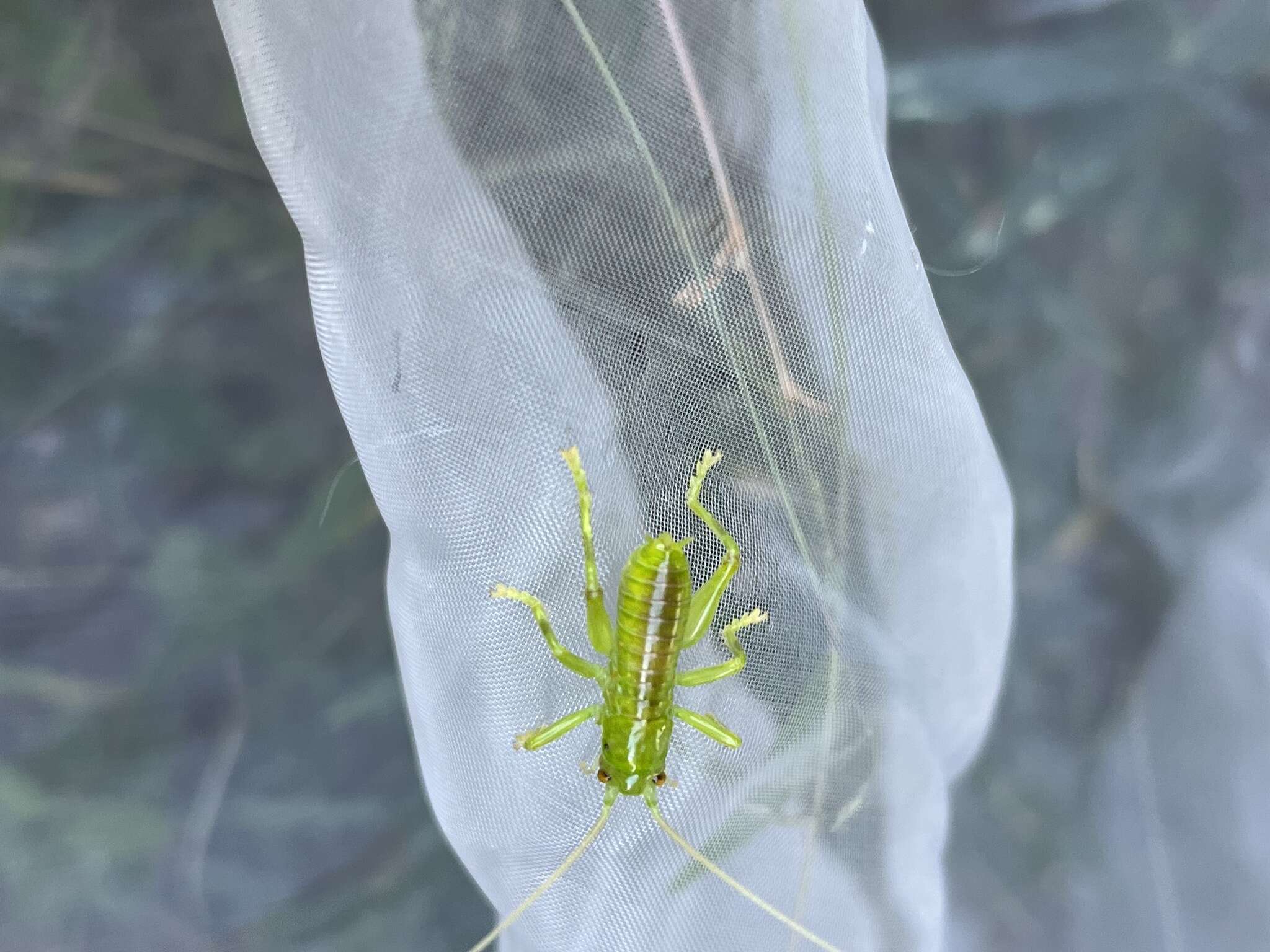 Image of Eugryllacris japonica (Matsumura, S. & Shiraki 1908)