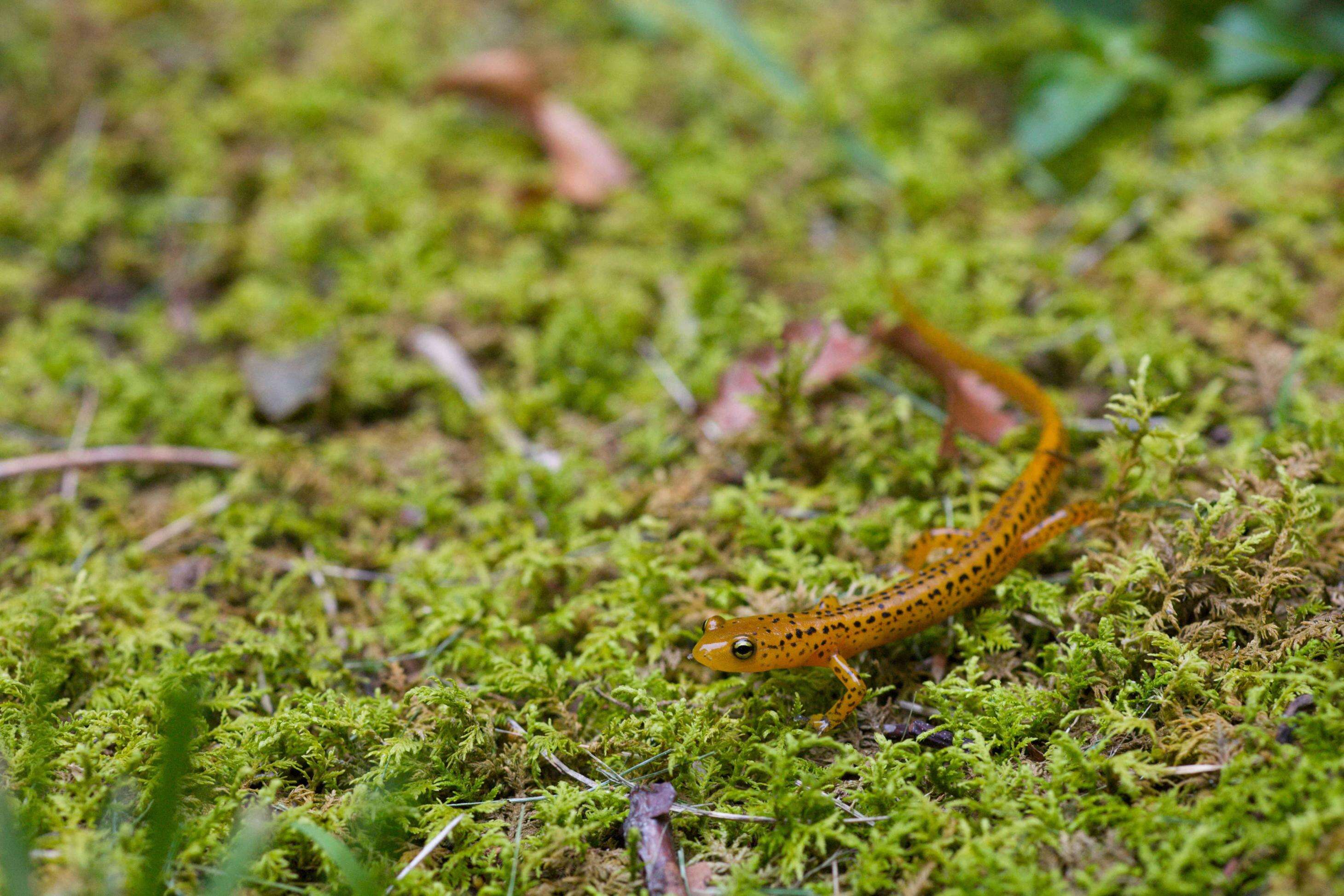 Image of Longtail Salamander