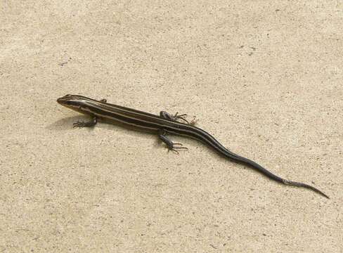 Image of Common Five-lined Skink