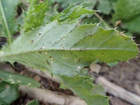 Image of Pustula spinulosa