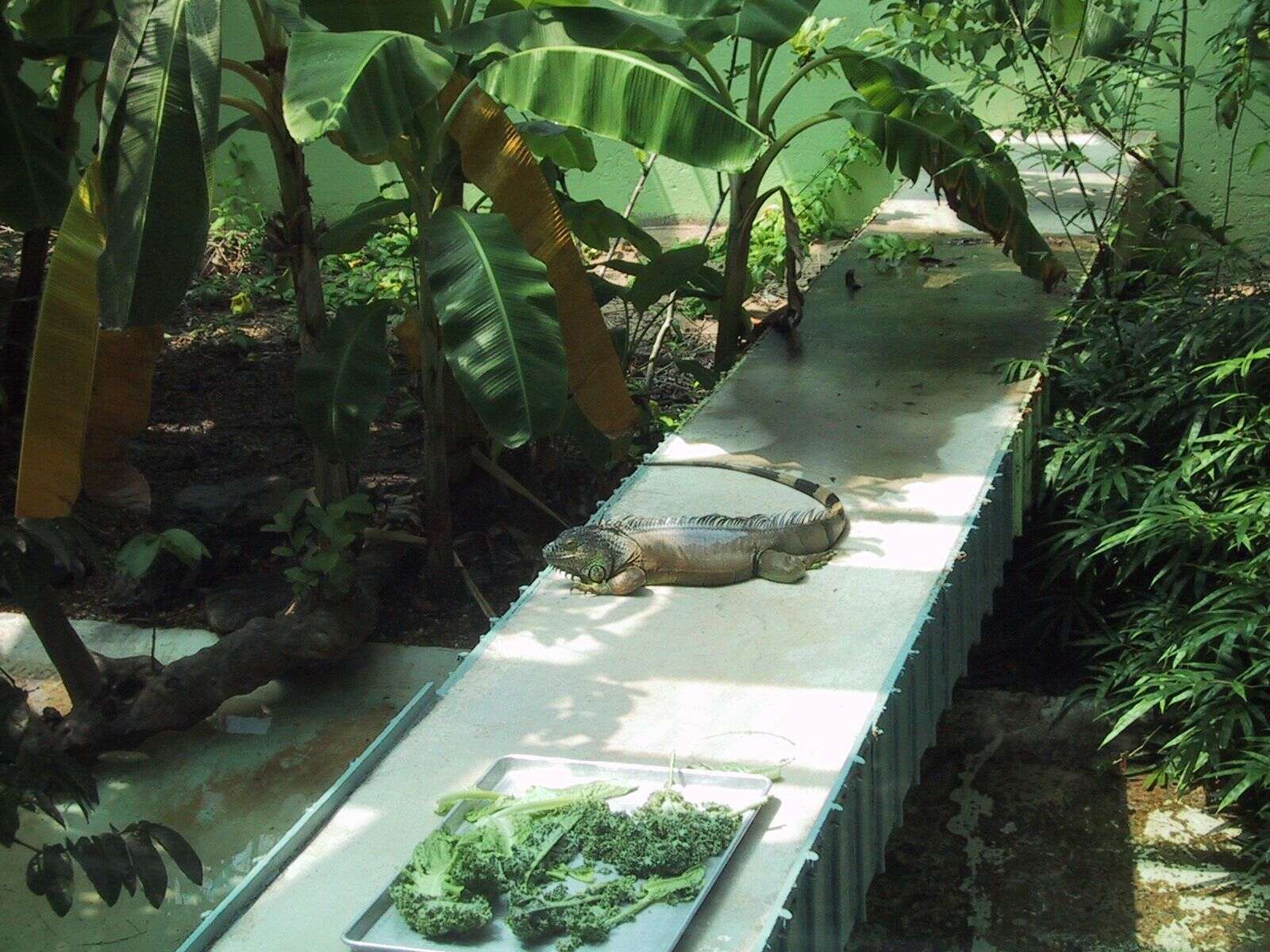 Image of Green iguana