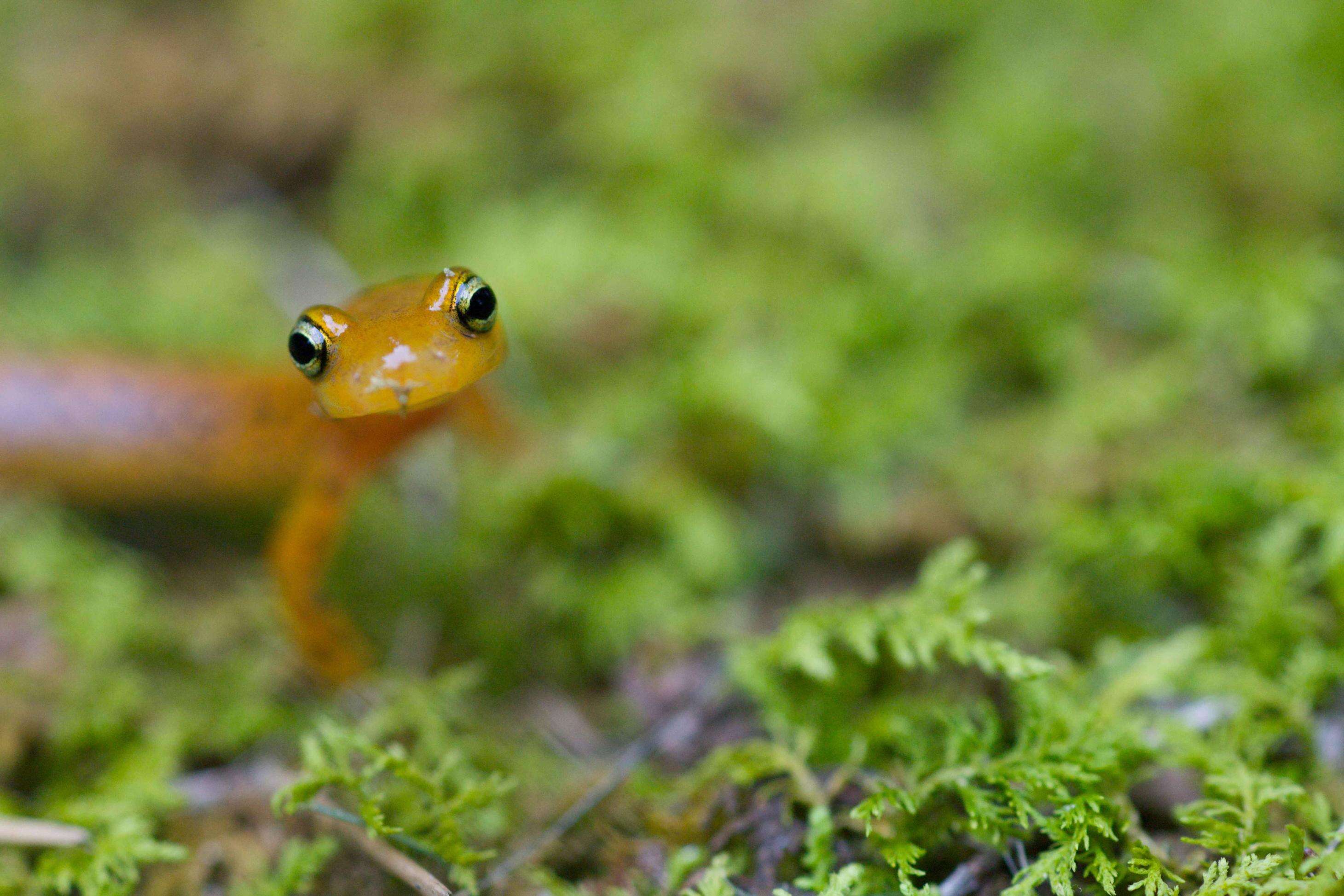 Image of Longtail Salamander