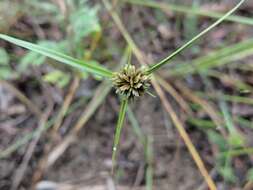 Image of Great Plains flatsedge