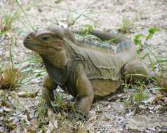 Image of Mona Island Iguana