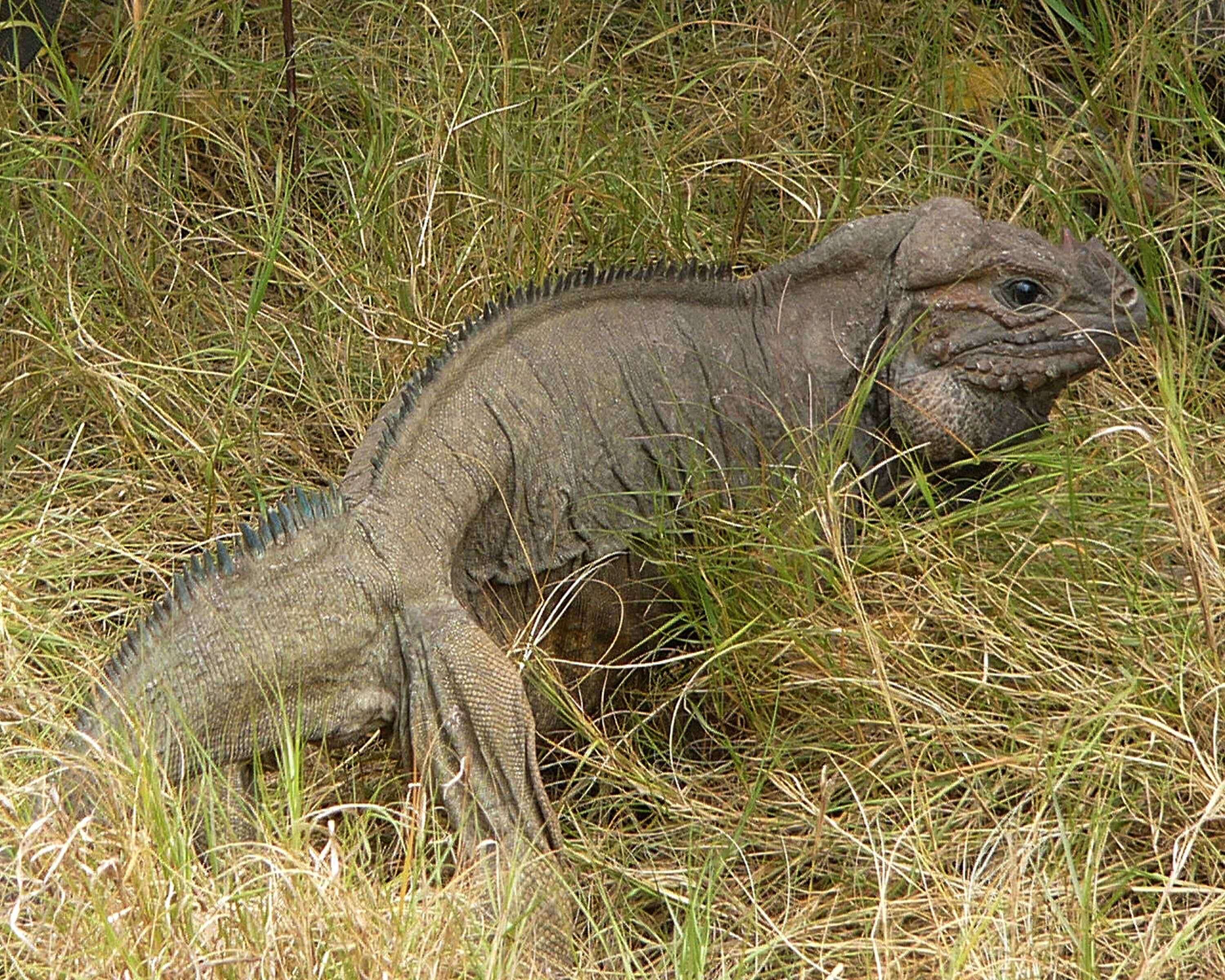 Image of Mona Island Iguana