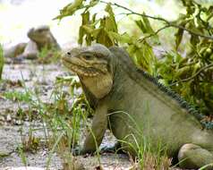 Image of Mona Island Iguana