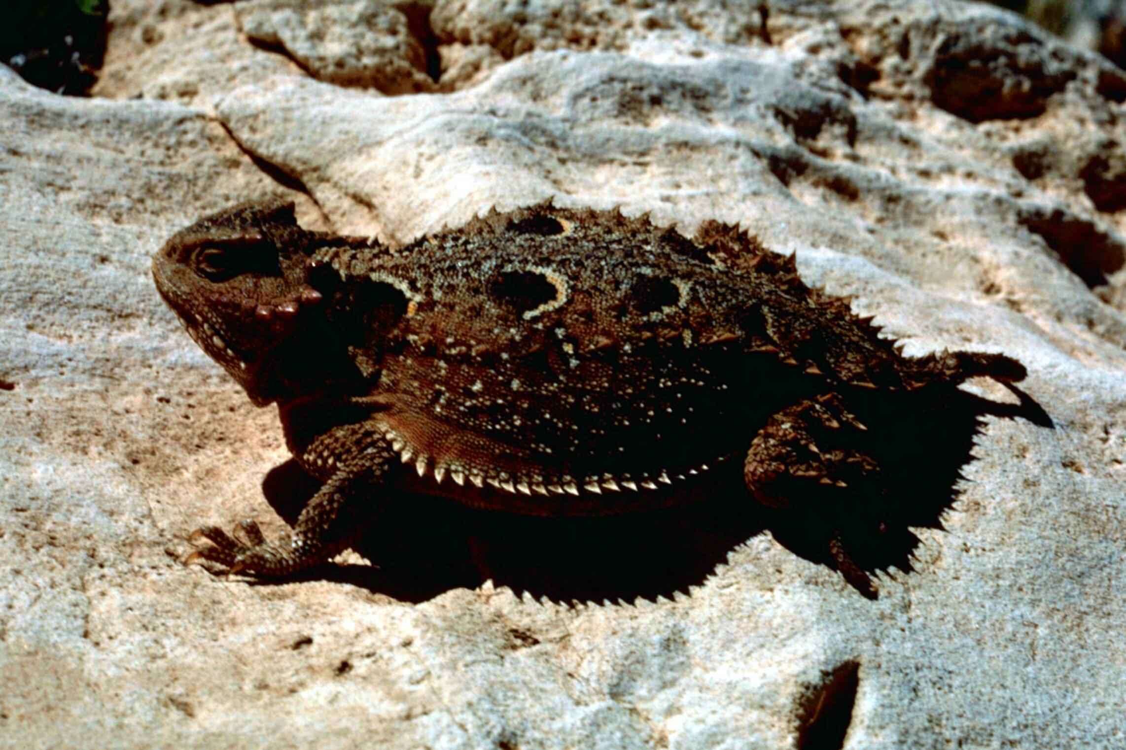 Image of Greater Short-horned Lizard