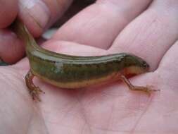 Image of Striped Newt