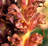 Imagem de Orobanche elatior subsp. icterica (Pau) A. Pujadas