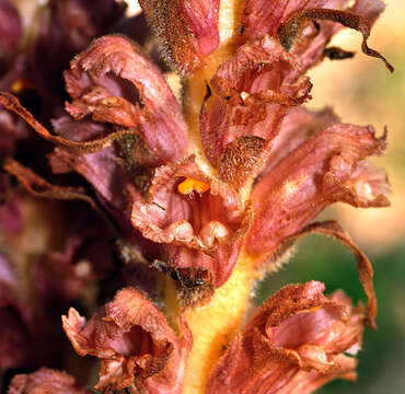 Imagem de Orobanche elatior subsp. icterica (Pau) A. Pujadas