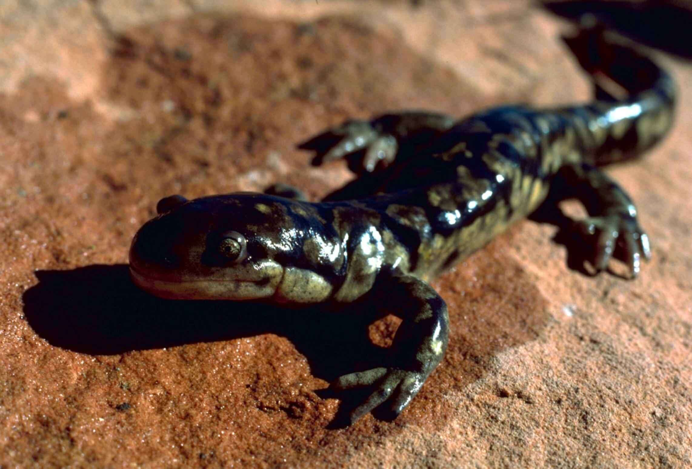 Слика од Ambystoma tigrinum (Green 1825)