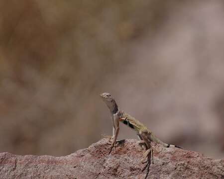 Image of Zebratail lizards