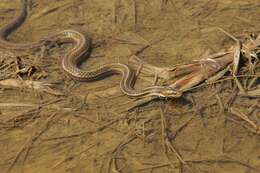 Image of Common Garter Snake