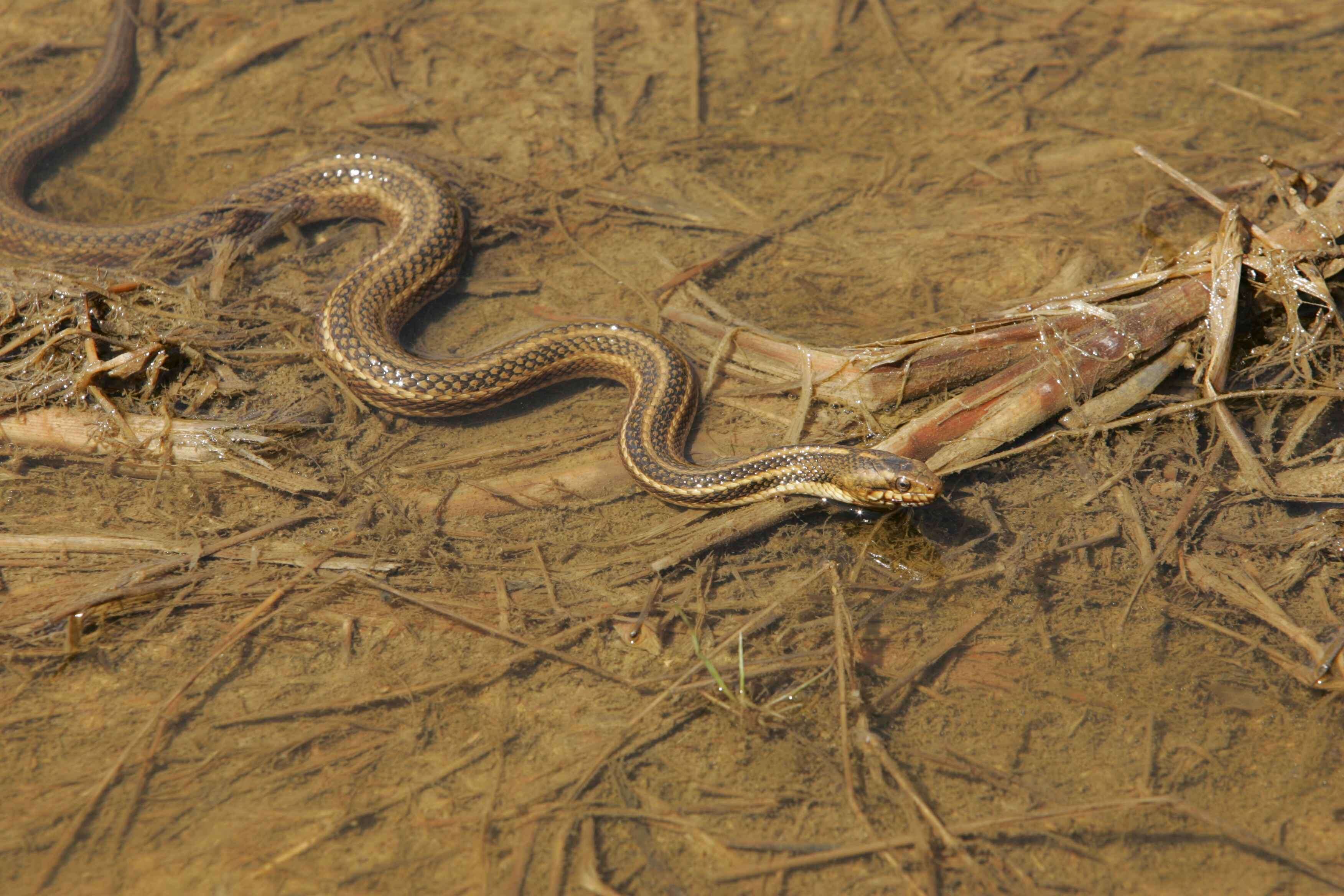 Image of Common Garter Snake