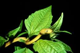 Image of Brown tree snake