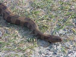 Image of Brown Water Snake