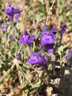 Image of Gray-Leaf Skullcap